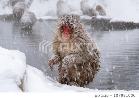 スノーモンキー(地獄谷野猿公苑) スノーモンキー(地獄谷野猿公苑) 107981006