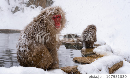 スノーモンキー(地獄谷野猿公苑) スノーモンキー(地獄谷野猿公苑) 107981020
