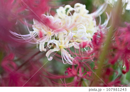 津屋川堤防の彼岸花 107981243