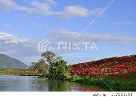 津屋川堤防の彼岸花 107981251