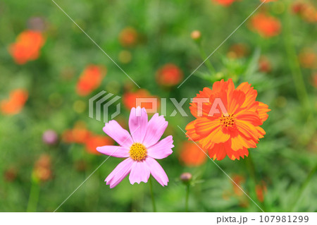 満開のコスモスのイメージ 107981299