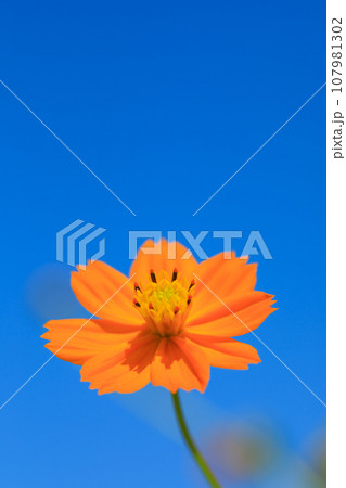満開のコスモスのイメージ 107981302