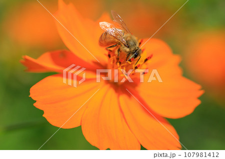 満開のコスモスとミツバチのイメージ 107981412