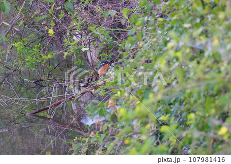 枝にとまるカワセミ 107981416