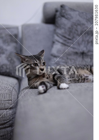 猫 ねこ ネコ 107981630
