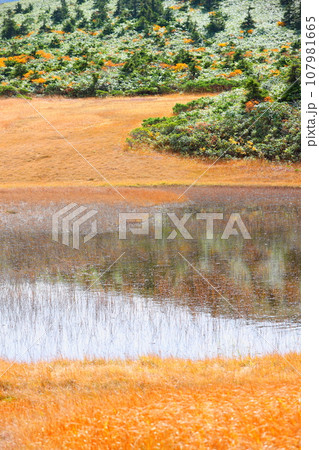 八甲田ゴードライン湿原展望台から望む田茂萢湿原の紅葉 107981665