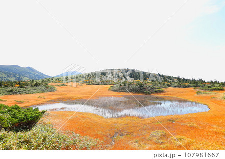 八甲田ゴードライン湿原展望台から望む田茂萢湿原の紅葉 107981667