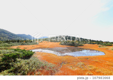 八甲田ゴードライン湿原展望台から望む田茂萢湿原の紅葉 107981668