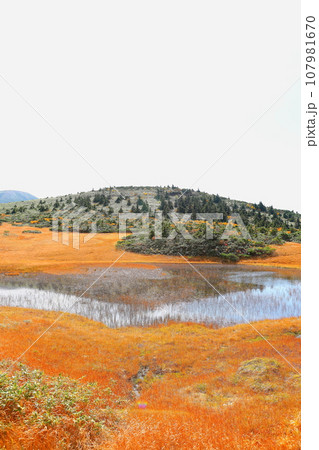 八甲田ゴードライン湿原展望台から望む田茂萢湿原の紅葉 107981670