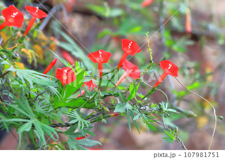 真っ赤な羽衣縷紅草（ハゴロモルコウソウ） 107981751