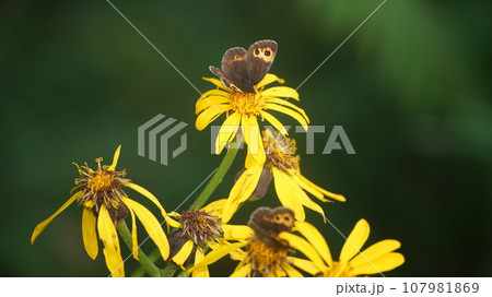 マルバダケブキの蜜を吸うベニヒカゲ本州亜種 107981869
