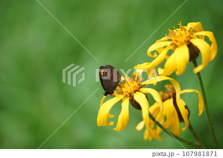 マルバダケブキの蜜を吸うベニヒカゲ本州亜種 マルバダケブキの蜜を吸うベニヒカゲ本州亜種 107981871