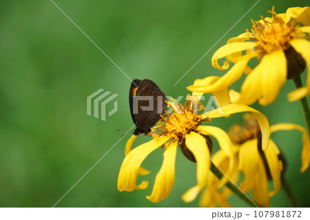 マルバダケブキの蜜を吸うベニヒカゲ本州亜種 107981872