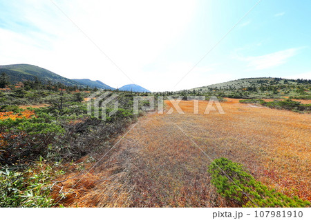 八甲田ゴードライン高山植物展望台から望む田茂萢湿原の紅葉 107981910