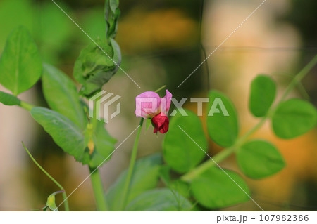 a Dragon Flower Antirrhinum majus dragon flower a Dragon Flower Antirrhinum majus dragon flower 107982386