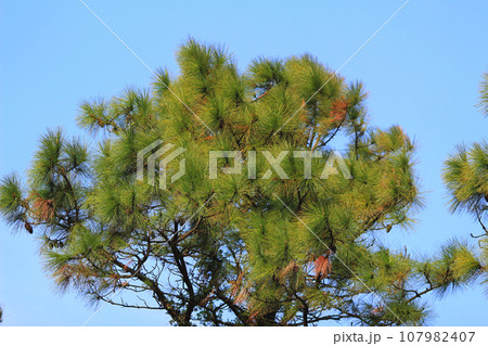 Pinaceae of Exploring Coniferous Wonders at nature Pinaceae of Exploring Coniferous Wonders at nature 107982407