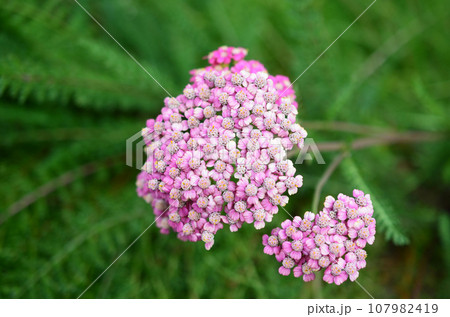 a Pink Yarrow (Achillea millefolium) Flower in Bloom a Pink Yarrow (Achillea millefolium) Flower in Bloom 107982419