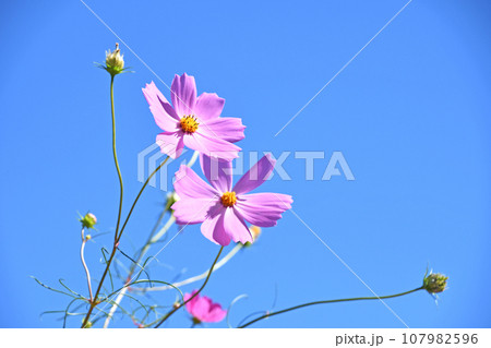 秋晴れの中のコスモス 107982596