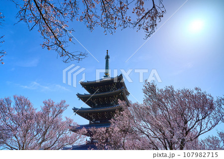 春の神奈川県川崎市麻生区の香林寺の五重塔と桜 春の神奈川県川崎市麻生区の香林寺の五重塔と桜 107982715