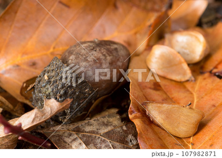 秋のブナの森の収穫祭ミズナラのドングリとブナの実 107982871