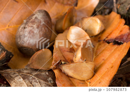 秋のブナの森の収穫祭ミズナラのドングリとブナの実 秋のブナの森の収穫祭ミズナラのドングリとブナの実 107982873