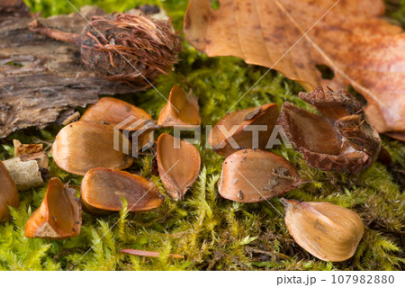 苔と秋のブナの森の収穫祭ブナの落ち葉とブナ実 107982880
