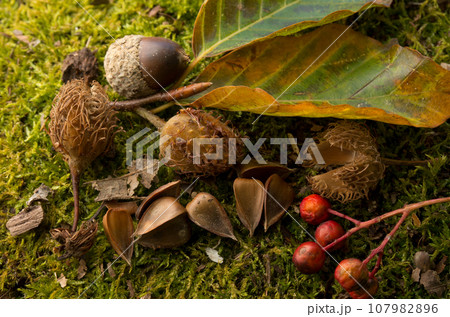 秋のブナの森の収穫祭ミズナラのドングリとブナの実 107982896