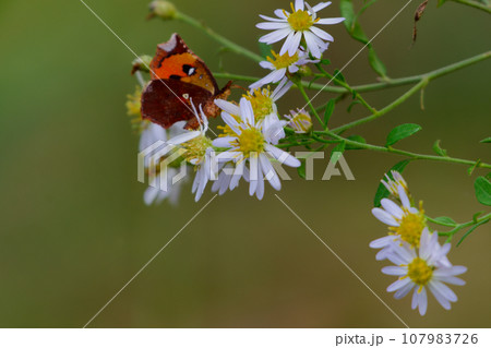 昼行性蛾イカリモンガ科イカリモンガの吸蜜 昼行性蛾イカリモンガ科イカリモンガの吸蜜 107983726