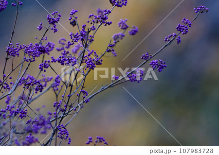 シソ科の落葉低木 ムラサキシキブの紫色の果実 シソ科の落葉低木 ムラサキシキブの紫色の果実 107983728