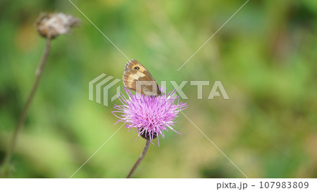 アザミの蜜を吸うベニヒカゲの雌本州亜種 107983809
