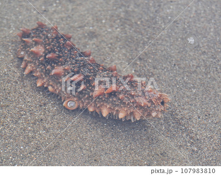 浅い潮だまりにいる一匹のアカナマコ 107983810