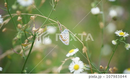ミヤマシジミの雄 107983844