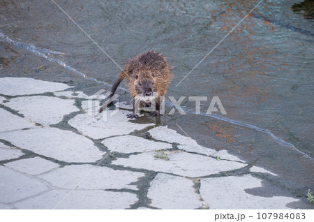水辺のヌートリア 107984083