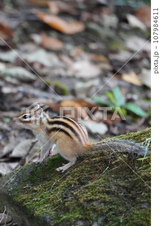 緊張した耳が可愛いシマリス 107984611