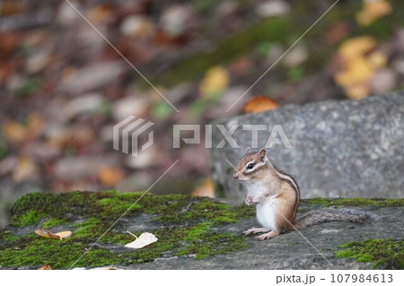 澄ました顔が可愛いシマリス 107984613