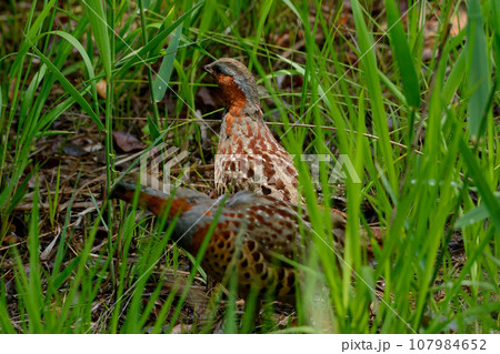 草むらで採餌するキジ科コジュケイのペア 草むらで採餌するキジ科コジュケイのペア 107984652