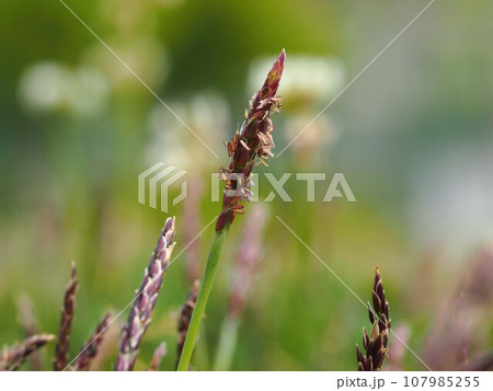 開花した芝の花穂(花をつけた芝生) 開花した芝の花穂(花をつけた芝生) 107985255
