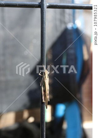 柵にとまったトノサマバッタ 柵にとまったトノサマバッタ 107985321