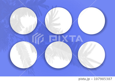 Natural light casts shadows from the tui branch on 6 round sheets of white paper lying on a blue textured background. Mockup 107985387