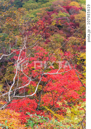「栃木県」日光・霧降高原の紅葉 「栃木県」日光・霧降高原の紅葉 107985619