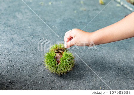 恐る恐る…栗 恐る恐る…栗 107985682