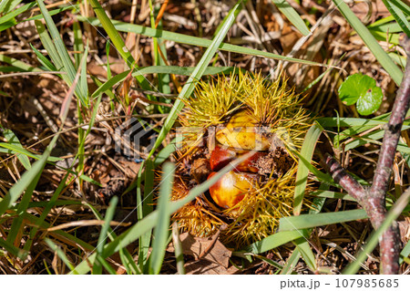 山で見つけた旬の栗 107985685