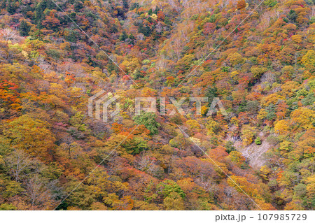 「栃木県」日光・六方沢橋から眺める霧降高原の紅葉 107985729