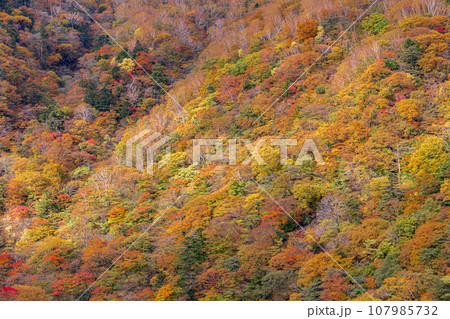 「栃木県」日光・六方沢橋から眺める霧降高原の紅葉 107985732