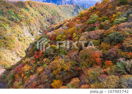 「栃木県」日光・六方沢橋から眺める霧降高原の紅葉 107985742