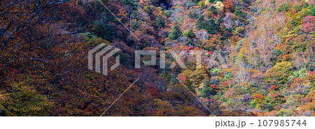 「栃木県」日光・六方沢橋から眺める霧降高原の紅葉 107985744