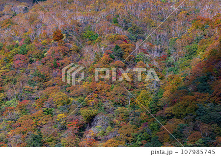 「栃木県」日光・六方沢橋から眺める霧降高原の紅葉 107985745