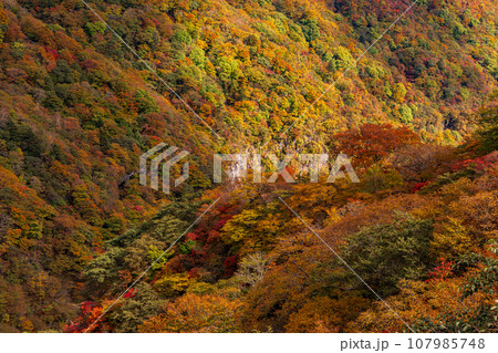 「栃木県」日光・六方沢橋から眺める霧降高原の紅葉 107985748