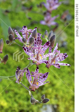 ホトトギス 107986140