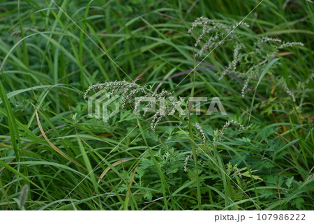 ヨモギの花 107986222